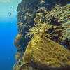 Picture taken during the dive