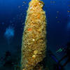 Picture taken during the dive