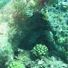 Picture taken during the dive