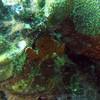 Picture taken during the dive