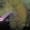 Picture taken during the dive