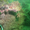 Picture taken during the dive