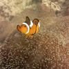 Picture taken during the dive