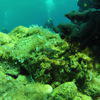 Picture taken during the dive
