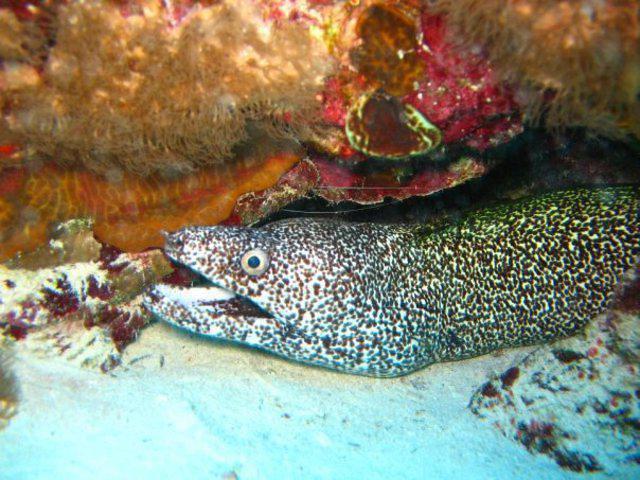 Barrakuda Scuba Mexico - Dive Center in United States