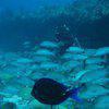 Picture taken during the dive