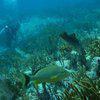 Picture taken during the dive