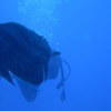 Picture taken during the dive