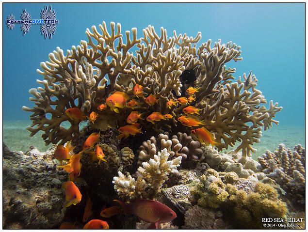 Diving in Aqaba, Jordan - By Darkhelgi