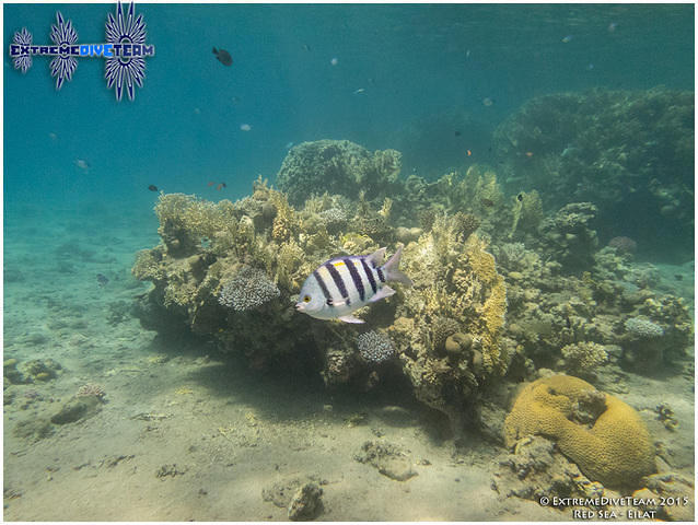 Barracuda - Dive Center in Israel