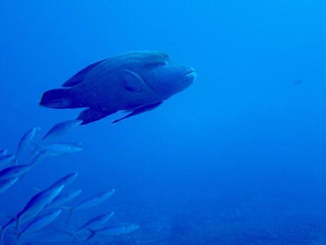 PandaDumnam.com - Dive Center in Thailand
