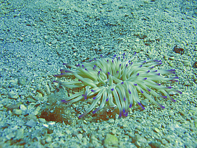 Diving Center Kostrena - Dive Center