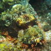 Picture taken during the dive