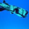 Picture taken during the dive
