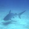 Picture taken during the dive
