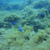 Picture taken during the dive