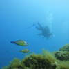Picture taken during the dive