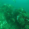 Picture taken during the dive