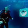 Picture taken during the dive