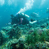 Picture taken during the dive