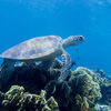 Picture taken during the dive