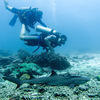 Picture taken during the dive