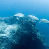 Picture taken during the dive