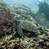 Picture taken during the dive
