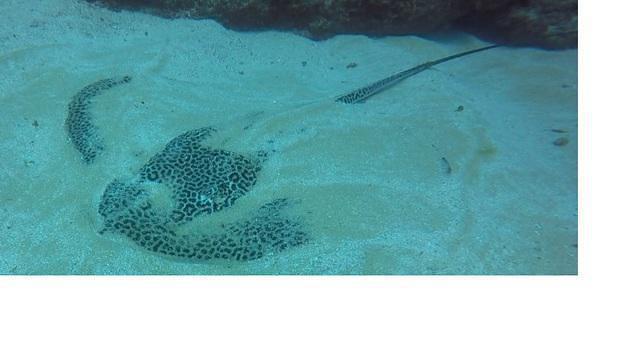 Diving in Sudáfrica, Aliwal Shoal - umkomaas - By Roald Van Der Tempel