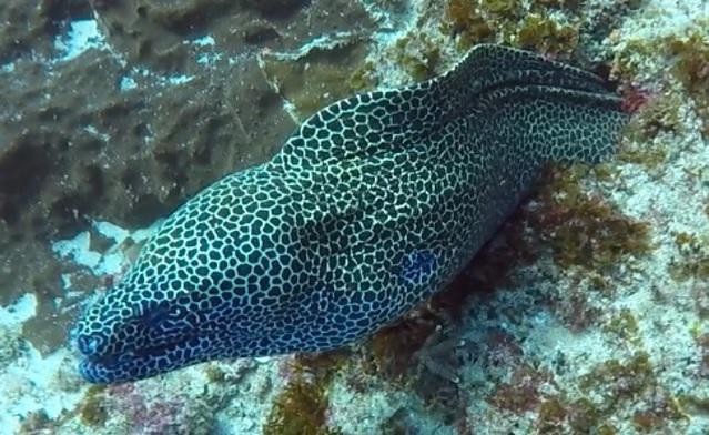 Diving in Sudáfrica, Aliwal Shoal - umkomaas - By Roald Van Der Tempel