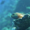 Picture taken during the dive