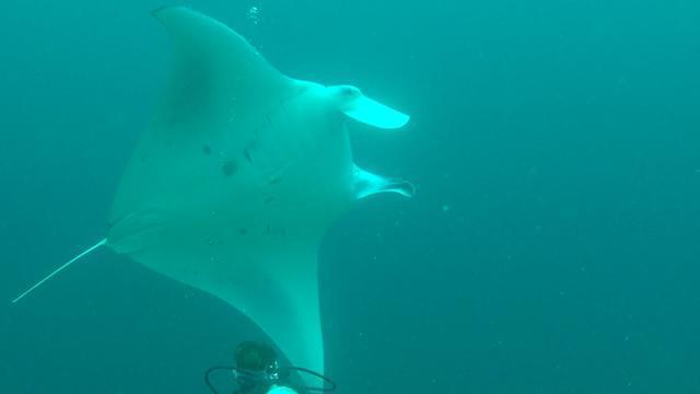 Euro-Divers Club Med Kani Resort - Dive Center