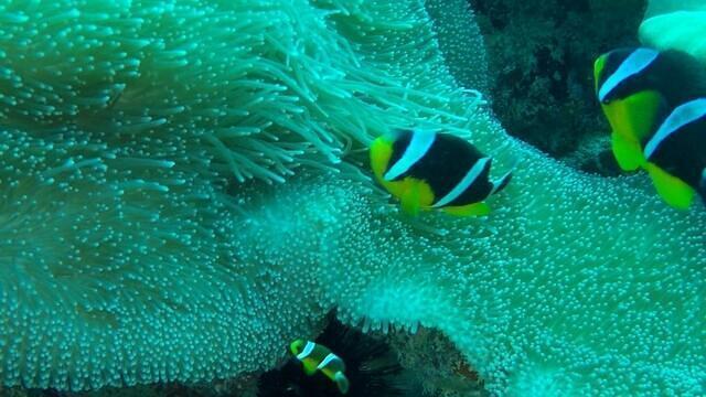 Diving in Seychelles, Ile Sèche - By Jean-François Triandafyllides