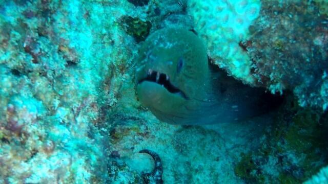 Diving in Seychelles, Ile Sèche - By Jean-François Triandafyllides