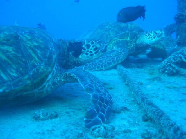 Dive Oahu, Inc. - Dive Center in United States