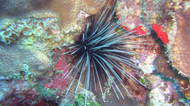 Diving in Vietnam, Nha Trang - By Fabien83210@yahoo.fr