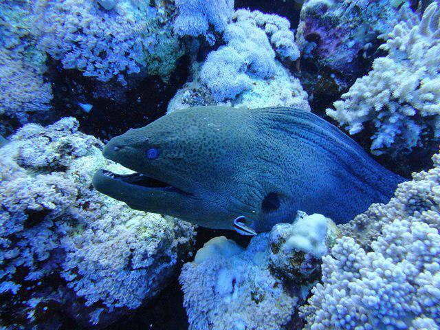Plongee France Dune Safaga - Dive Center