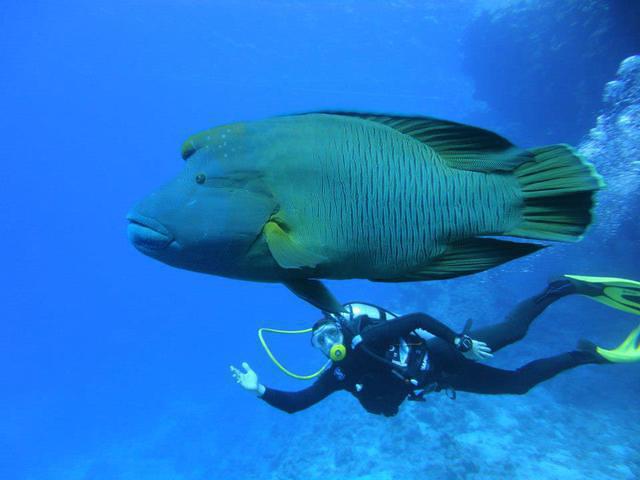 Plongee France Dune Safaga - Dive Center