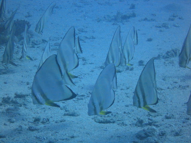 Saba Divers - Dive Center