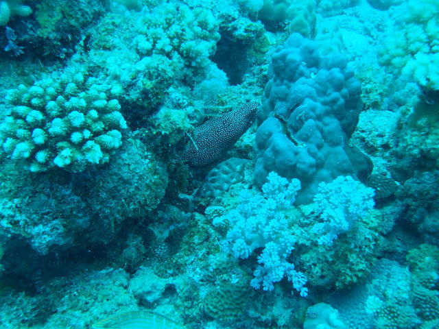 Liquid Dreams-Remora Diving Centre - Dive Center in Mauricio
