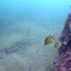 Picture taken during the dive