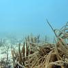 Picture taken during the dive