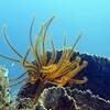 Picture taken during the dive