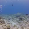 Picture taken during the dive
