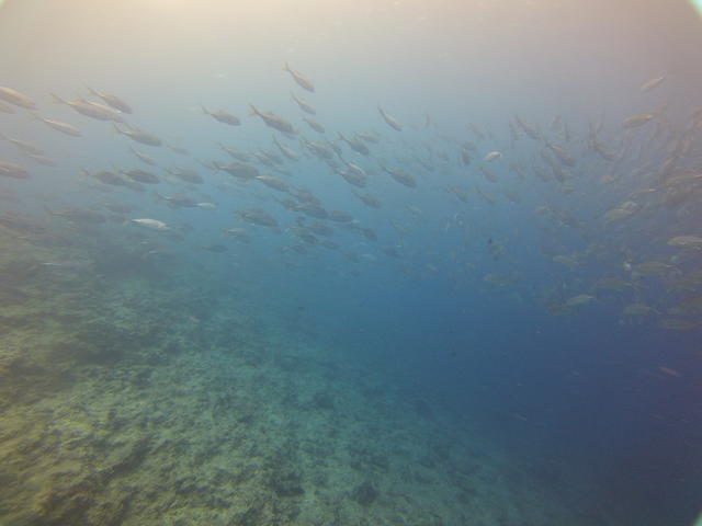 Mahana Dive - Dive Center in 法属波利尼西亚