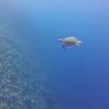 Picture taken during the dive