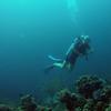 Picture taken during the dive