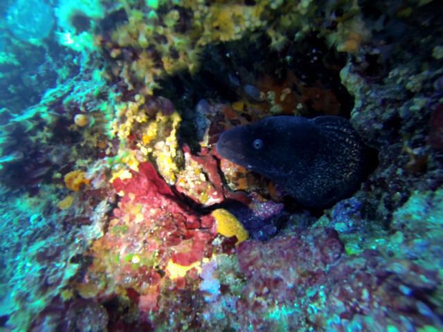 Cip Lavandou - Dive Center in France