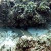 Picture taken during the dive