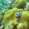 Picture taken during the dive